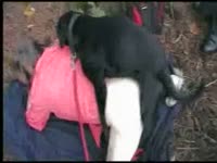 Drunk student gets fucked by her black dog in the forest
